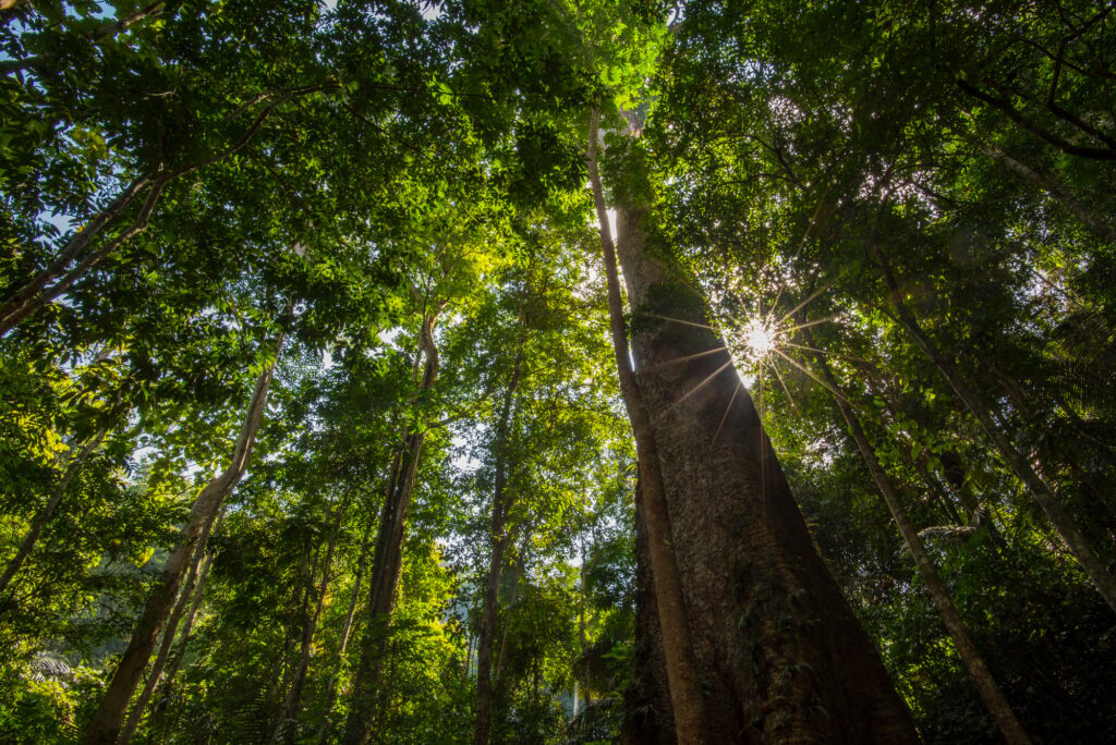 forest trees. nature green wood backgrounds